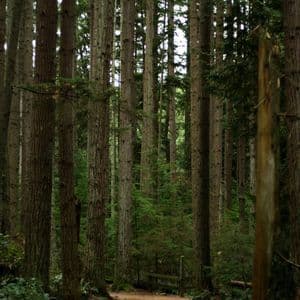 Un sentiero sterrato si snoda attraverso una fitta foresta di pini alti e dritti.