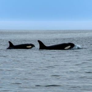 Due orche nuotano affiancate sulla superficie dell'oceano aperto sotto un cielo sereno.