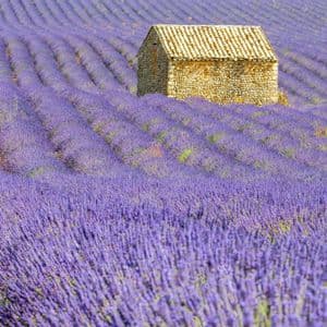 A small stone house with a tiled roof sits in the middle of a field with rolling rows of purple lavender.