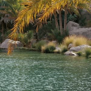 A golden palm frond hangs over a green, rippling body of water, with more palm trees and grasses on the rocky bank.
