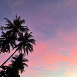Sagome di diverse alte palme si stagliano contro un cielo colorato con sfumature di viola e rosa al tramonto.
