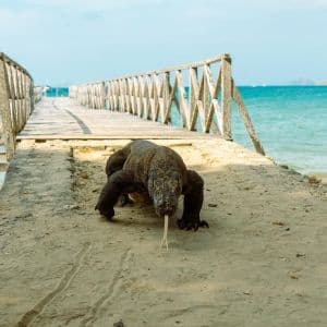 Un drago di Komodo si avvicina alla telecamera con la lingua biforcuta su una spiaggia sabbiosa vicino a un molo di legno.