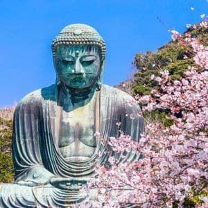 Una grande statua di Buddha in bronzo è in meditazione, incorniciata da ciliegi in fiore rosa contro un cielo blu chiaro.