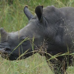 Perfil en primer plano de un rinoceronte negro de pie en un campo de hierba alta y verde.