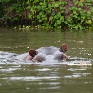 La parte superior de la cabeza de un hipopótamo, con sus ojos y orejas, es visible mientras nada en agua verde turbia.