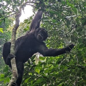 Uno scimpanzé nero pende da un ramo d'albero in una fitta giungla verde, guardando verso la telecamera.