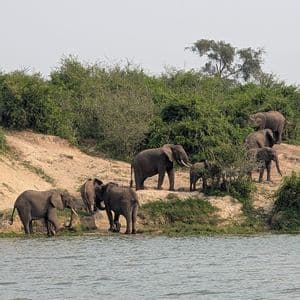 Una mandria di elefanti, con un cucciolo, sta su una riva del fiume sabbiosa e ricoperta di cespugli, accanto all'acqua.