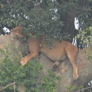 Una leona durmiendo profundamente en una gruesa rama de árbol, parcialmente oculta entre las verdes hojas del dosel.