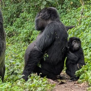 Un cucciolo di gorilla siede accanto a un gorilla adulto, aggrappato alla sua schiena, tra una fitta vegetazione verde in una foresta.