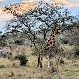 Una giraffa alta mangia foglie da un grande albero in una savana erbosa al tramonto.
