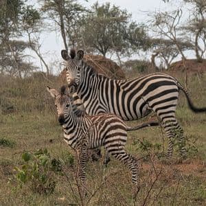 Una zebra adulta e il suo puledro stanno insieme in un campo erboso con alberi radi, entrambi guardano verso la fotocamera.