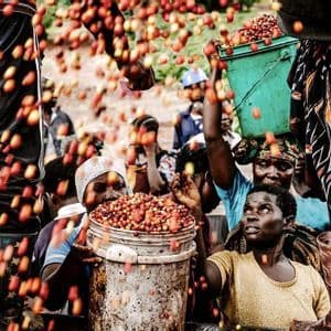 Un gruppo di lavoratori raccoglie le ciliegie di caffè, con le bacche rosse che cadono in grandi secchi tenuti da diverse donne.