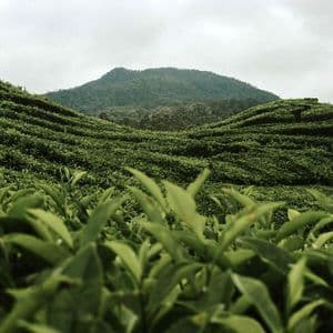 Un primo piano di foglie di tè verde con una vasta piantagione di tè a terrazze che copre dolci colline sotto un cielo nuvoloso.
