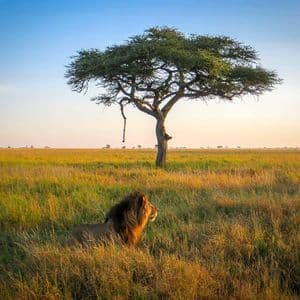 Un leone maschio con una criniera scura è seduto nell'erba alta e dorata di una savana accanto a un albero di acacia solitario al tramonto.