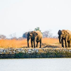 Due elefanti si ergono su una riva rivestita di pietre vicino all'acqua in una savana con erba alta, secca e arancione.