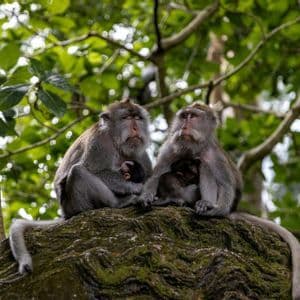 Due scimmie adulte siedono fianco a fianco su una roccia muschiosa, ognuna che culla un cucciolo di scimmia, con uno sfondo di foglie verdi della foresta.