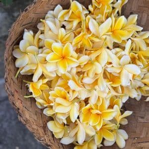 Una vista dall'alto di un cesto intrecciato pieno di fiori di plumeria gialli e bianchi.