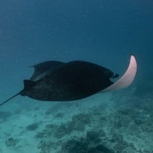 Una grande manta nera nuota in acqua cristallina sopra un fondale oceanico roccioso e sabbioso.
