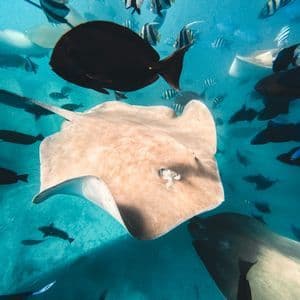 Una grande razza scivola in vibranti acque blu, circondata da banchi di pesci tropicali neri e a strisce.