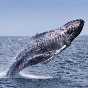 Una grande megattera salta fuori dall'oceano, creando uno spruzzo contro un cielo azzurro e limpido.