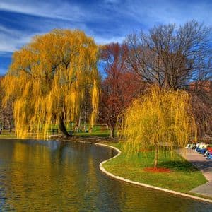 Un parco cittadino in autunno, con salici piangenti gialli che costeggiano un lago dove le persone si rilassano su panchine e una barca galleggia.