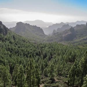 Un'ampia veduta di una fitta pineta che copre un fondovalle, con strati di montagne nebbiose che si stagliano all'orizzonte sotto un cielo luminoso.