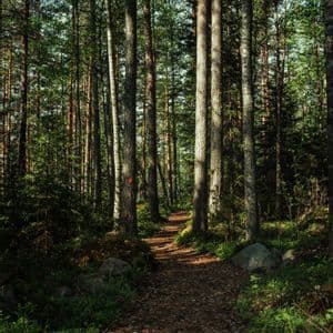 Ein schmaler, mit Blättern bedeckter Wanderweg schlängelt sich durch einen dichten Wald aus hohen Kiefern.