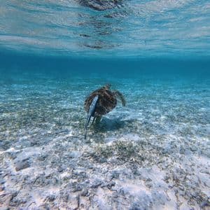 Unterwasseransicht einer Meeresschildkröte mit einem Schiffshalter auf ihrem Rücken, schwimmend über einem sandigen Meeresboden in klarem türkisfarbenem Wasser.