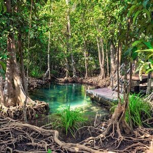 Una chiara piscina naturale turchese in una foresta di mangrovie illuminata dal sole, con radici di alberi aggrovigliate e una piccola piattaforma di legno a bordo acqua.