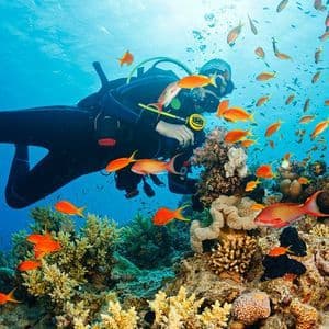 Un subacqueo nuota sott'acqua sopra una barriera corallina brulicante di pesci arancioni vivaci.