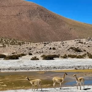 Tre vigogne si ergono accanto a uno specchio d'acqua poco profondo, in un paesaggio arido e roccioso, con una grande collina brulla sullo sfondo.