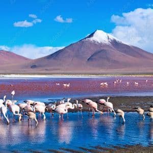 Uno stormo di fenicotteri si nutre in una laguna poco profonda, con una montagna innevata che si erge maestosa sullo sfondo sotto un cielo azzurro.