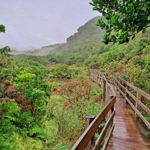 Una passerella di legno bagnata si snoda attraverso una lussureggiante foresta di fogliame verde e rosso, con colline nebbiose sotto un cielo coperto.