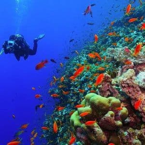 Un subacqueo con una fotocamera nuota accanto a una vivace barriera corallina ricca di piccoli pesci arancioni.