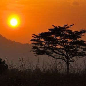 Un albero solitario si staglia contro un tramonto arancione vivido, con montagne sfocate visibili sullo sfondo e erba alta in primo piano.