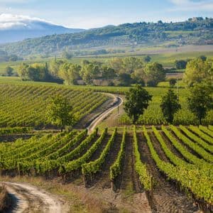 Un sentiero sterrato serpeggia attraverso un rigoglioso vigneto, incorniciato da dolci colline verdi sotto un cielo azzurro.