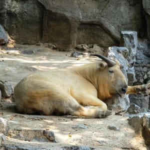 Ein Goldtakin mit blondem Fell und dunklen Hörnern ruht auf dem Boden in einem felsigen, schattigen Gehege.