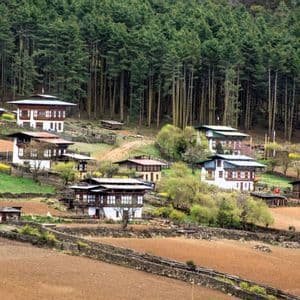 Ein kleines Dorf mit traditionellen Häusern, verstreut an einem terrassierten Hang, umgeben von einem dichten Wald aus hohen Kiefern.