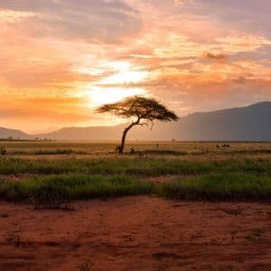 Un albero di acacia solitario si staglia contro un tramonto colorato in una vasta savana con montagne sullo sfondo.