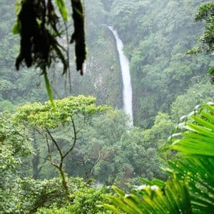 Una cascata alta e sottile precipita da una rupe distante, vista attraverso il lussureggiante fogliame verde di una foresta pluviale nebbiosa.