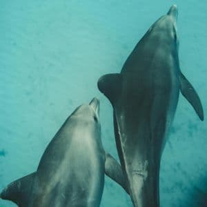 Due delfini che nuotano affiancati in acque turchesi e cristalline, visti dall'alto.