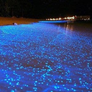 Des milliers d'organismes bioluminescents brillant d'un bleu vif dans les eaux peu profondes d'une plage de sable la nuit.