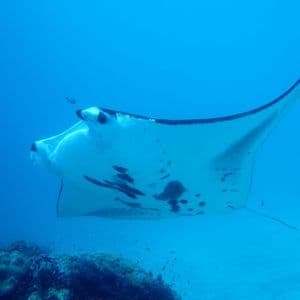 Una ripresa subacquea di una grande manta dal ventre bianco che nuota con grazia su una barriera corallina in acque blu limpide.