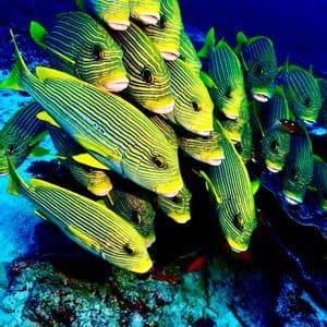 Un banco di pesci a strisce gialle e blu che nuotano insieme su una barriera corallina rocciosa in acque blu profonde.