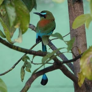 Un colorato uccello motmot con piume verdi, blu e arancioni si posa su un ramo d'albero tra foglie verdi.
