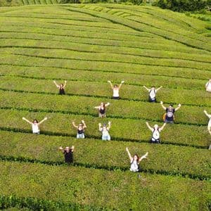 Luftaufnahme einer WeRoad Gruppenreise mit verstreuten, winkenden Menschen inmitten der grünen Reihen einer terrassierten Teeplantage.