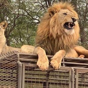 Une lionne et un lion mâle grognant à la crinière épaisse sont allongés sur une cage métallique.