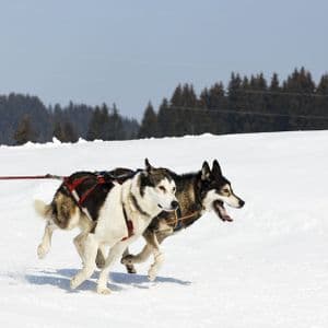 Una squadra di cani husky da slitta bardati corre unita attraverso un paesaggio innevato con una foresta sullo sfondo.