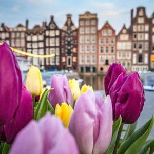 A close-up of purple and yellow tulips with a canal and traditional gabled buildings in the background.