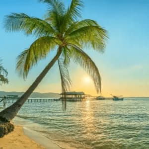 Una palma si sporge su una spiaggia sabbiosa verso l'oceano, con un pontile visibile sullo sfondo al tramonto.